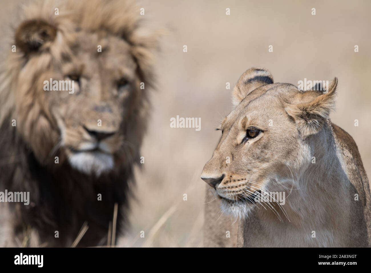 Mating couple of lions(panthera leo) in beautiful light in Moremi NP ...