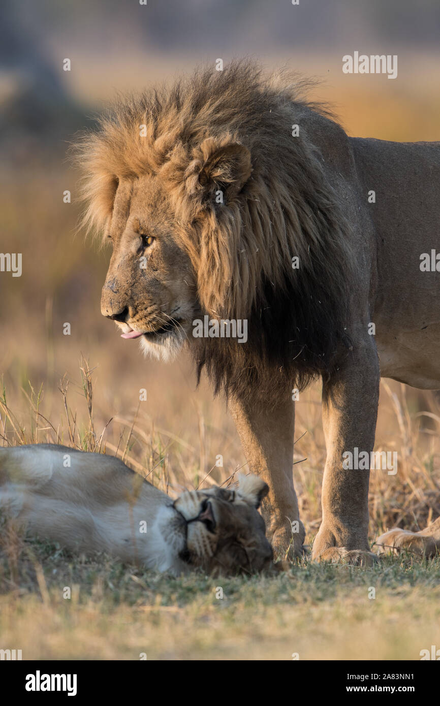 Mating couple of lions(panthera leo) in beautiful light in Moremi NP ...