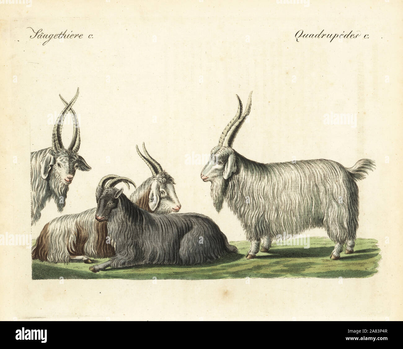 Cashmere goats and sheep. Handcoloured copperplate engraving from Friedrich Johann Bertuch's Bilderbuch fur Kinder (Picture Book for Children), Weimar, 1823. Stock Photo