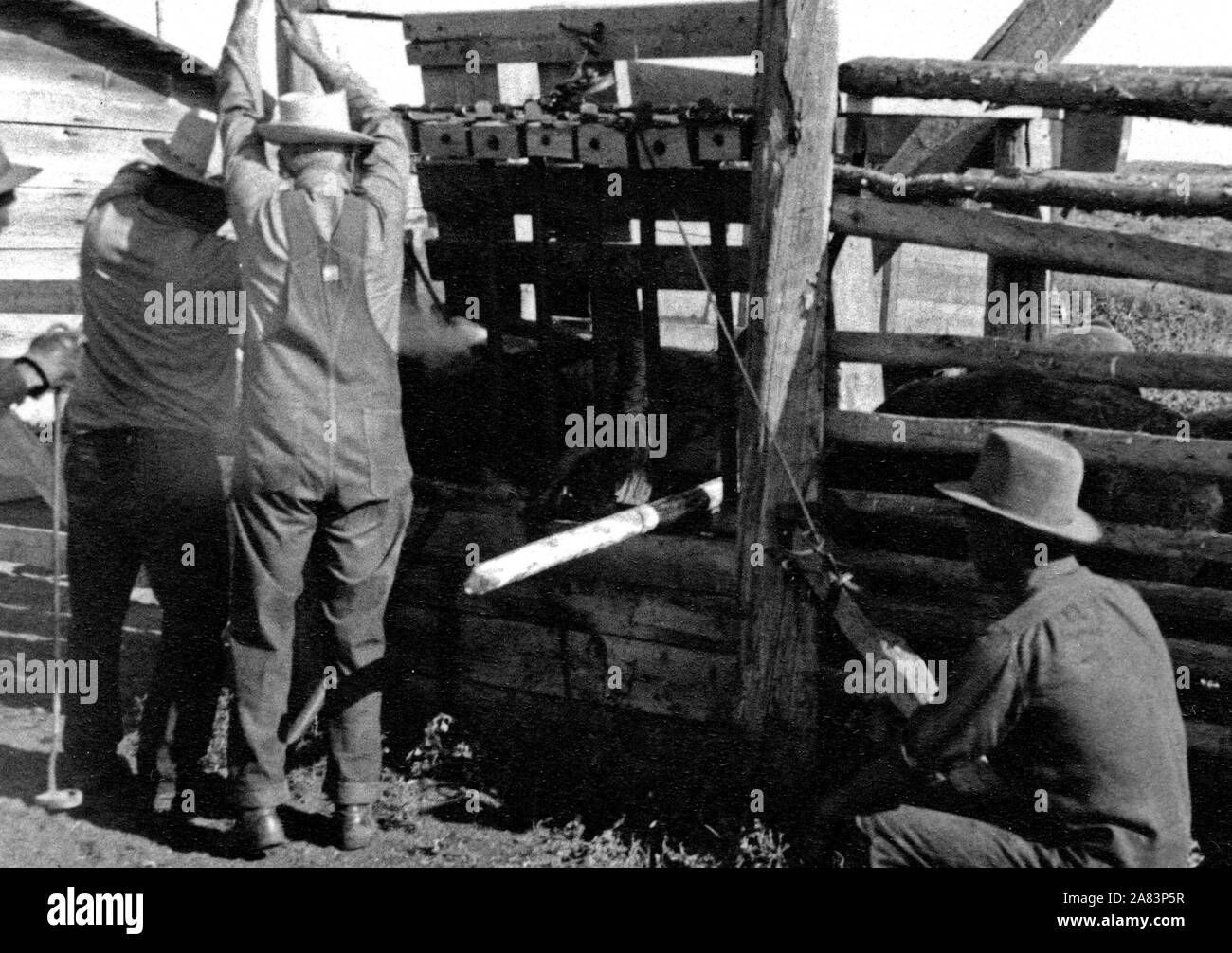 Cowboys Branding Cattle 1936-1938 Stock Photo