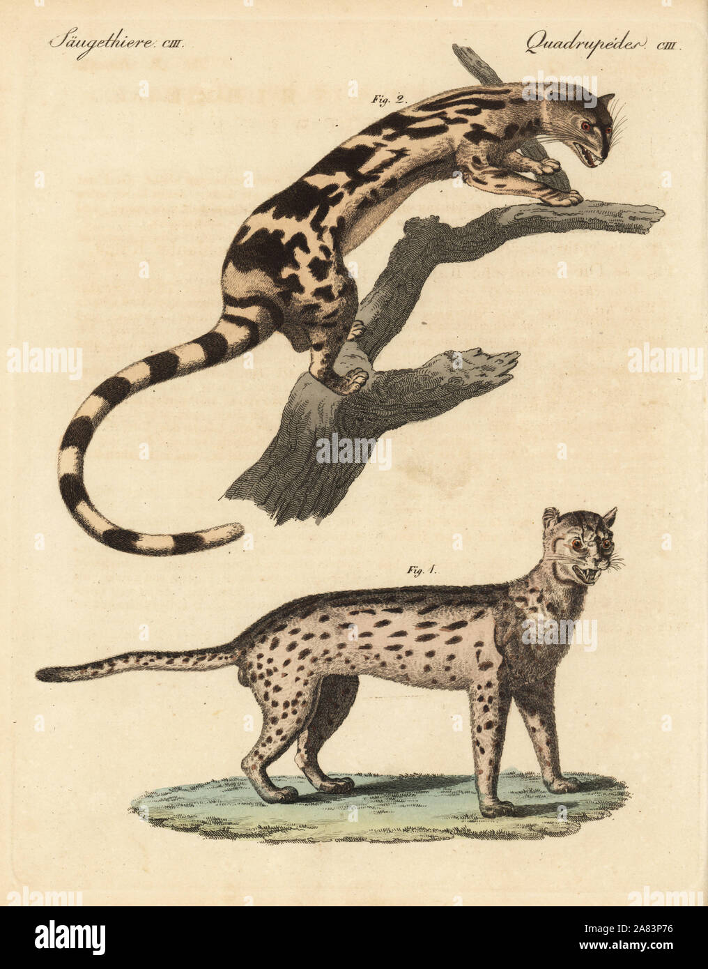 Javan leopard cat, Prionailurus bengalensis javanensis 1, and banded linsang, Prionodon linsang 2. Copied from illustrations by William Daniell in Zoological Researches in Java. Handcoloured copperplate engraving from Friedrich Johann Bertuch's Bilderbuch fur Kinder (Picture Book for Children), Weimar, 1823. Stock Photo