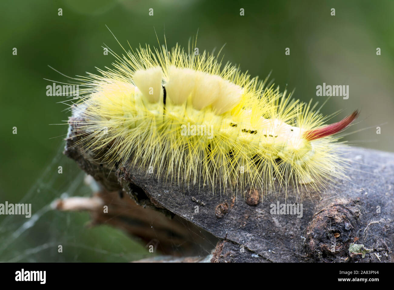 Macro of big yellow hairy caterpillar with red tail Calliteara pudibunda on  a dry tree snag on a smoothly blurred background Stock Photo - Alamy