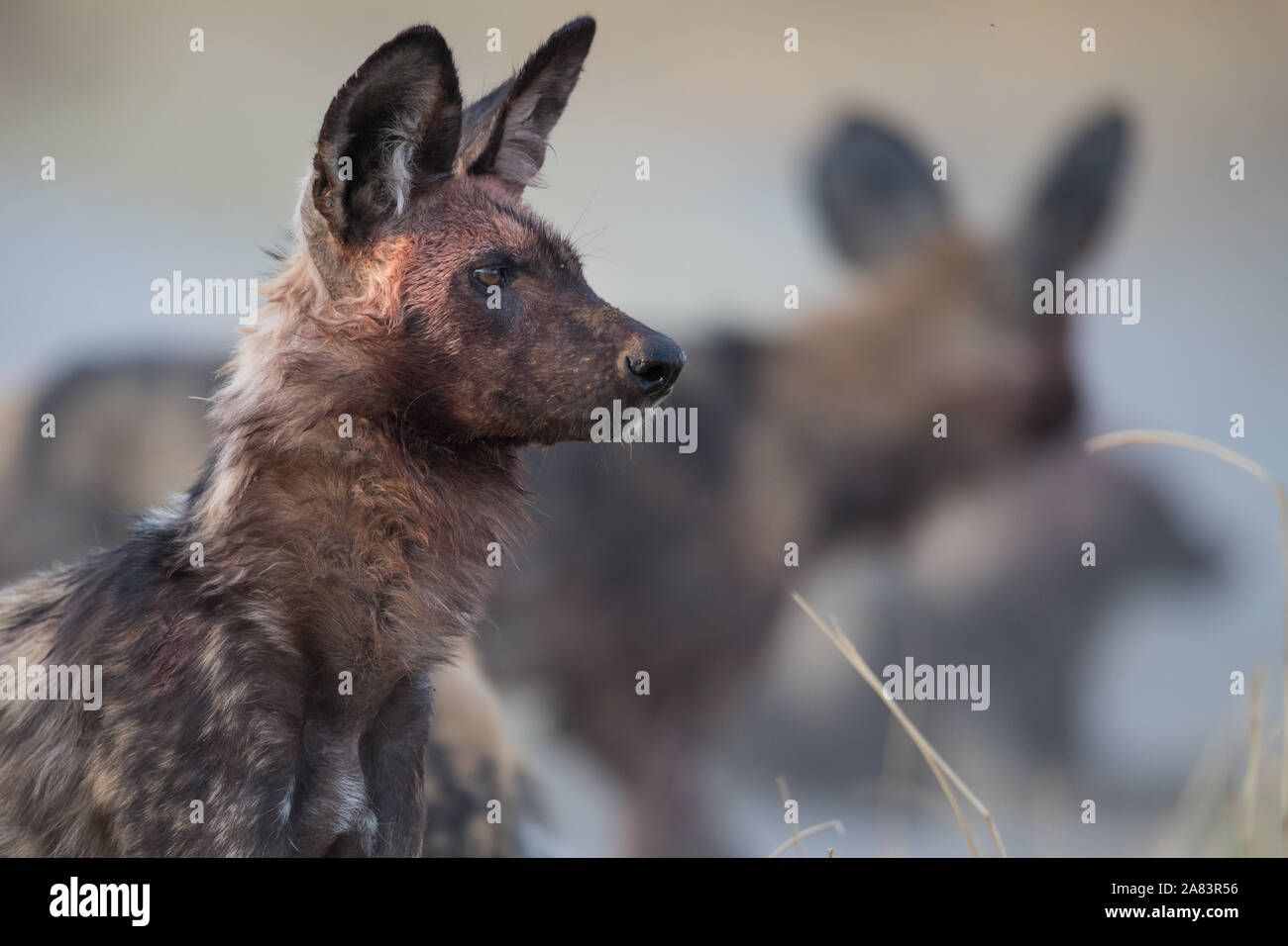 Close up of African wild dog (lycaonpictus) with bloody face and other pack members in background  in Moremi NP (Khwai river), Botswana Stock Photo