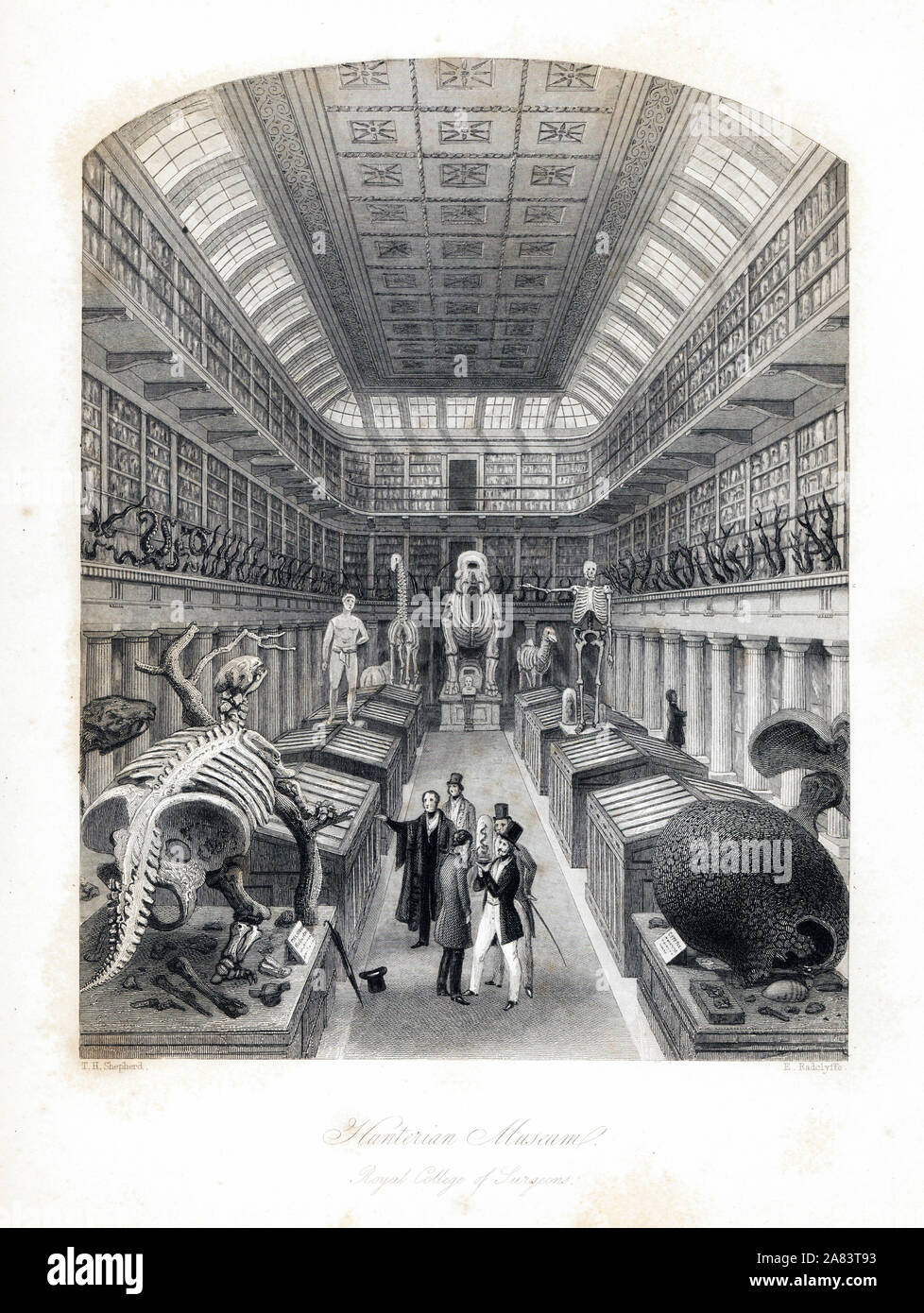 Dinosaur fossils and zoological skeletons at the Hunterian Museum, Royal College of Surgeons. Steel engraving by E. Radclyffe after an illustration by Thomas Hosmer Shepherd from London Interiors, Their Costumes and Ceremonies, Joshua Mead, London, 1841. Stock Photo