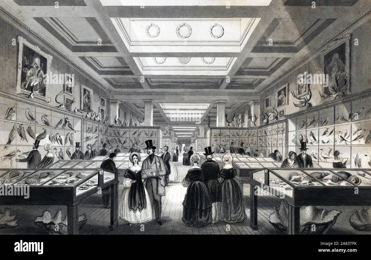 The Great Zoological Gallery in the British Museum. Made up of the natural history cabinets of Sir Hans Sloane, Charles Hatchet, Menzies, Greville, the Observatory at Kew, etc. Steel engraving by Radclyffe after an illustration by Llewellyn Jewitt from London Interiors, Their Costumes and Ceremonies, Joshua Mead, London, 1841. Stock Photo