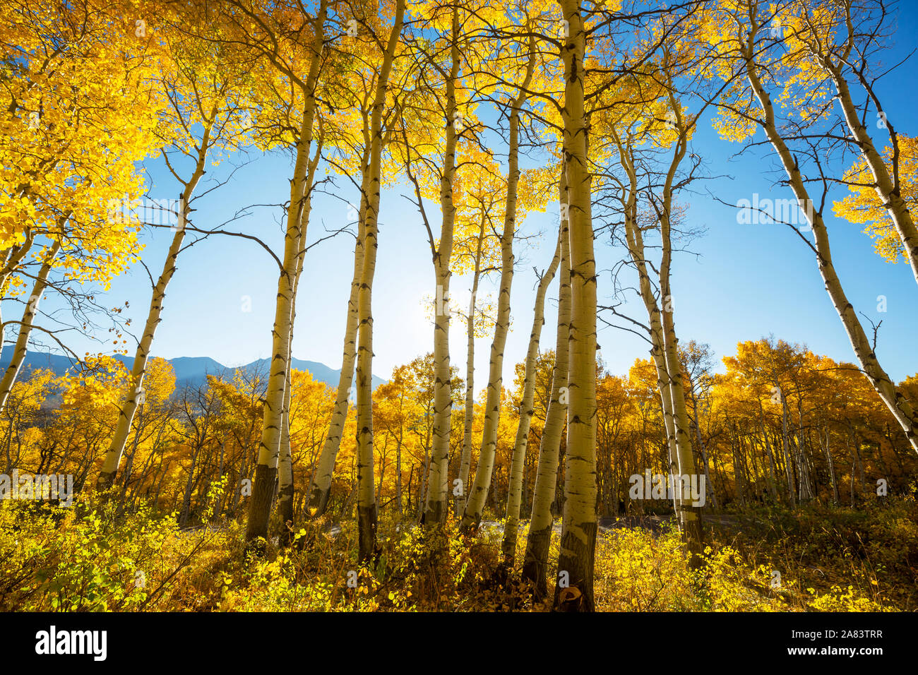 Colorful sunny forest scene in Autumn season with yellow trees in clear day. Stock Photo