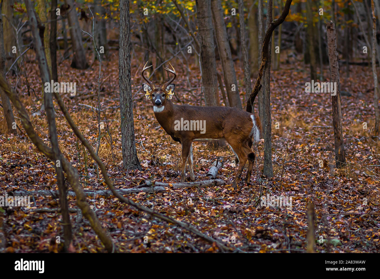 Random find hi-res stock photography and images - Alamy