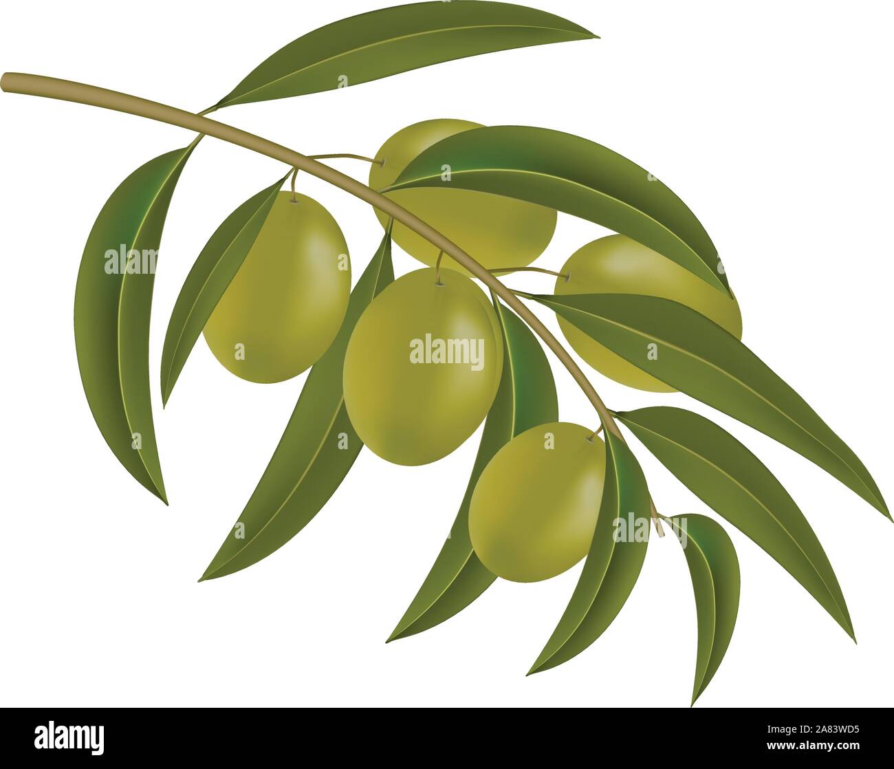 green olives on branch vector Stock Vector Image & Art - Alamy
