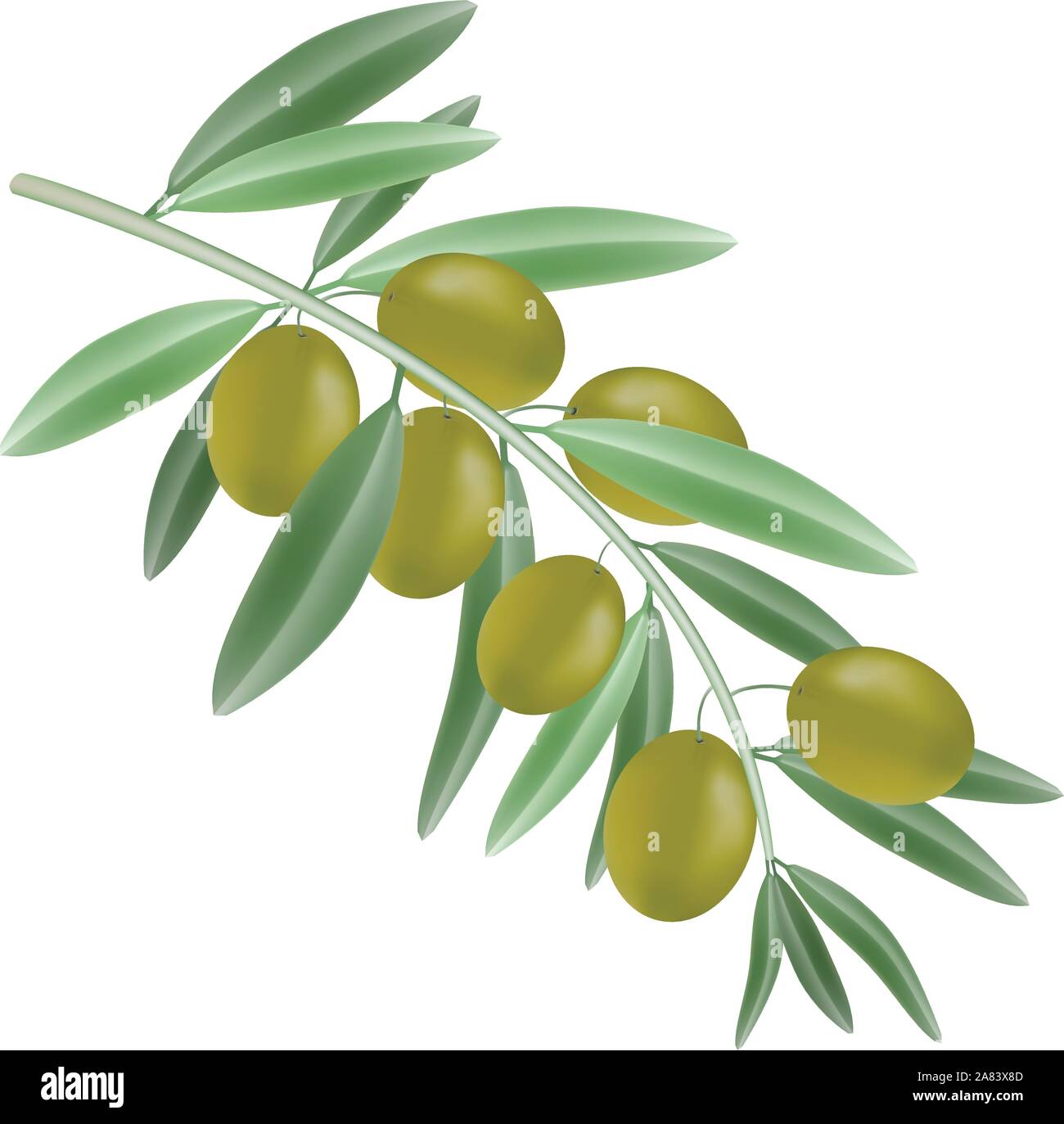 green olives on branch vector Stock Vector Image & Art - Alamy