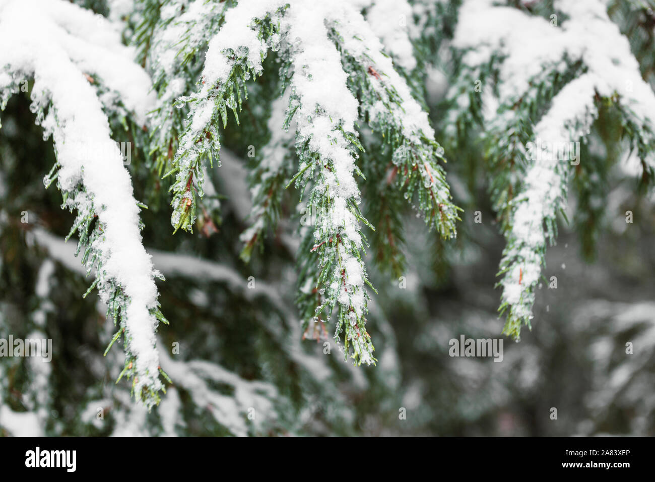 Decorative frame fir branches hi-res stock photography and images - Alamy