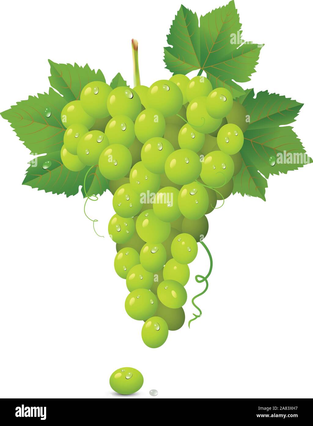 white grape cluster isolated on white - vector illustration Stock ...