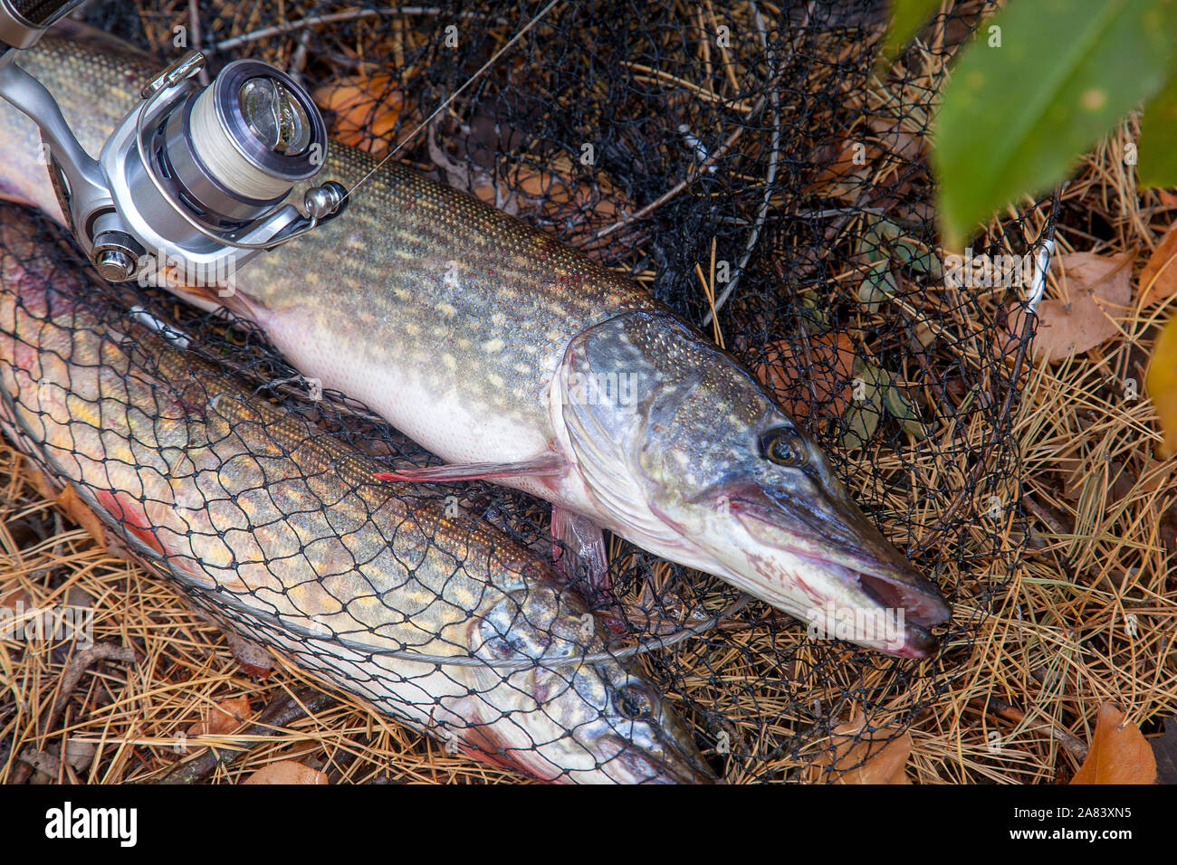 Caught pike hi-res stock photography and images - Page 16 - Alamy