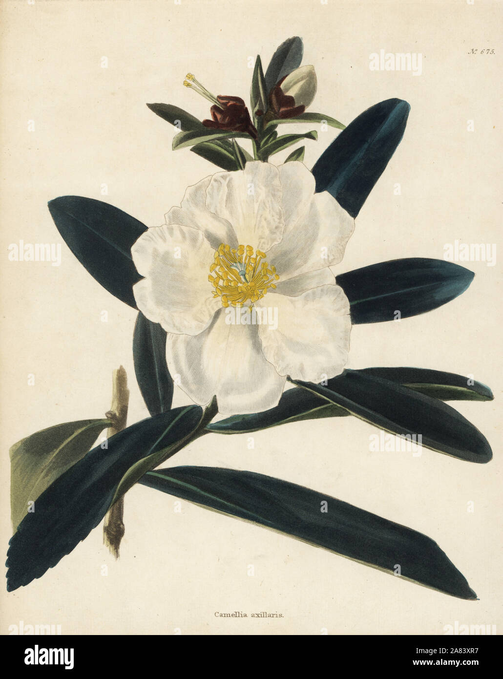Fried egg plant, Gordonia axillaris (Camellia axillaris). Handcoloured copperplate engraving by George Cooke from Conrad Loddiges' Botanical Cabinet, Hackney, 1820. Stock Photo