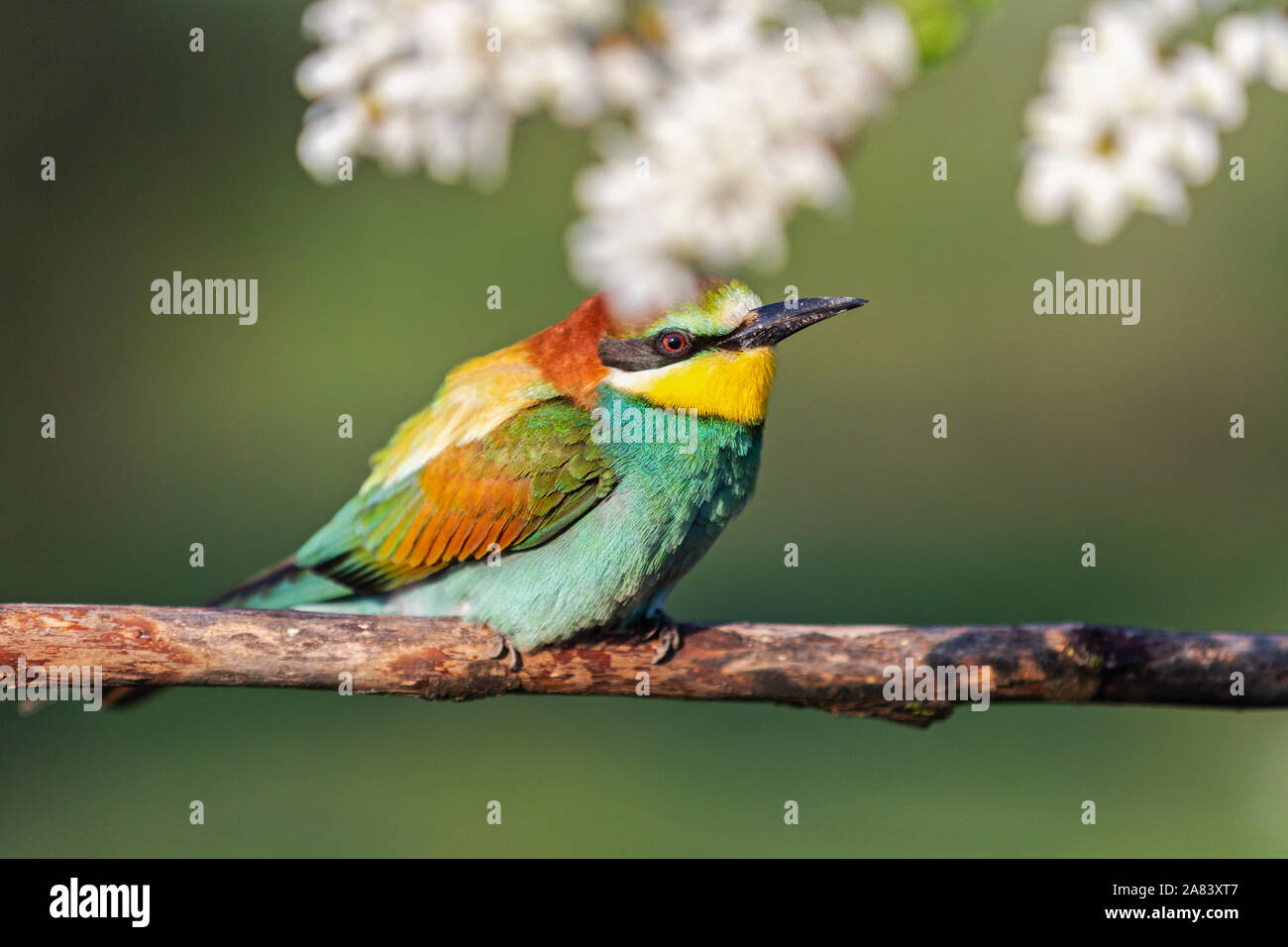 beautiful bird sits on a branch in robinia flowers Stock Photo