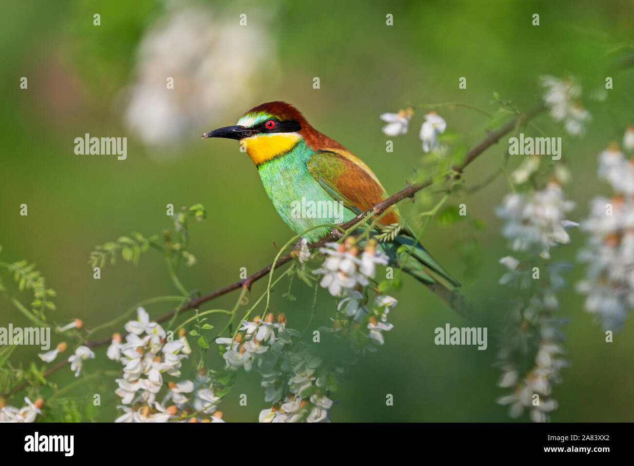 beautiful wild bird sits on a branch in robinia flowers Stock Photo