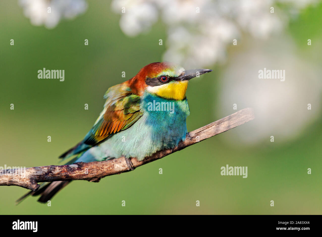 bee-eater sitting on a branch in robinia flowers Stock Photo