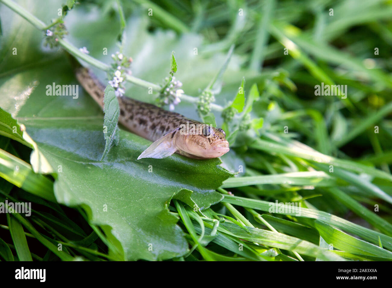 Freshwater bullhead fish or round goby fish known as Neogobius melanostomus and Neogobius fluviatilis pallasi just taken from the water. Close up view Stock Photo