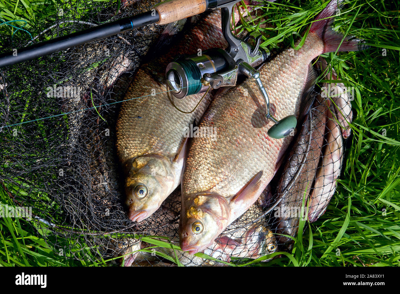 Good catch. Just taken from the water big freshwater common bream known