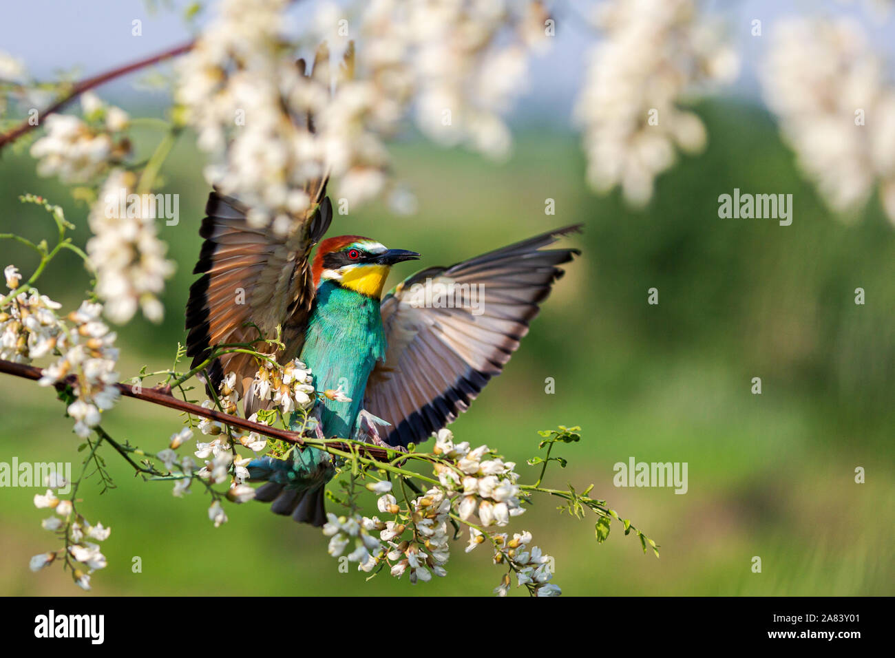 wild bird flies and lands in robinia flowers Stock Photo