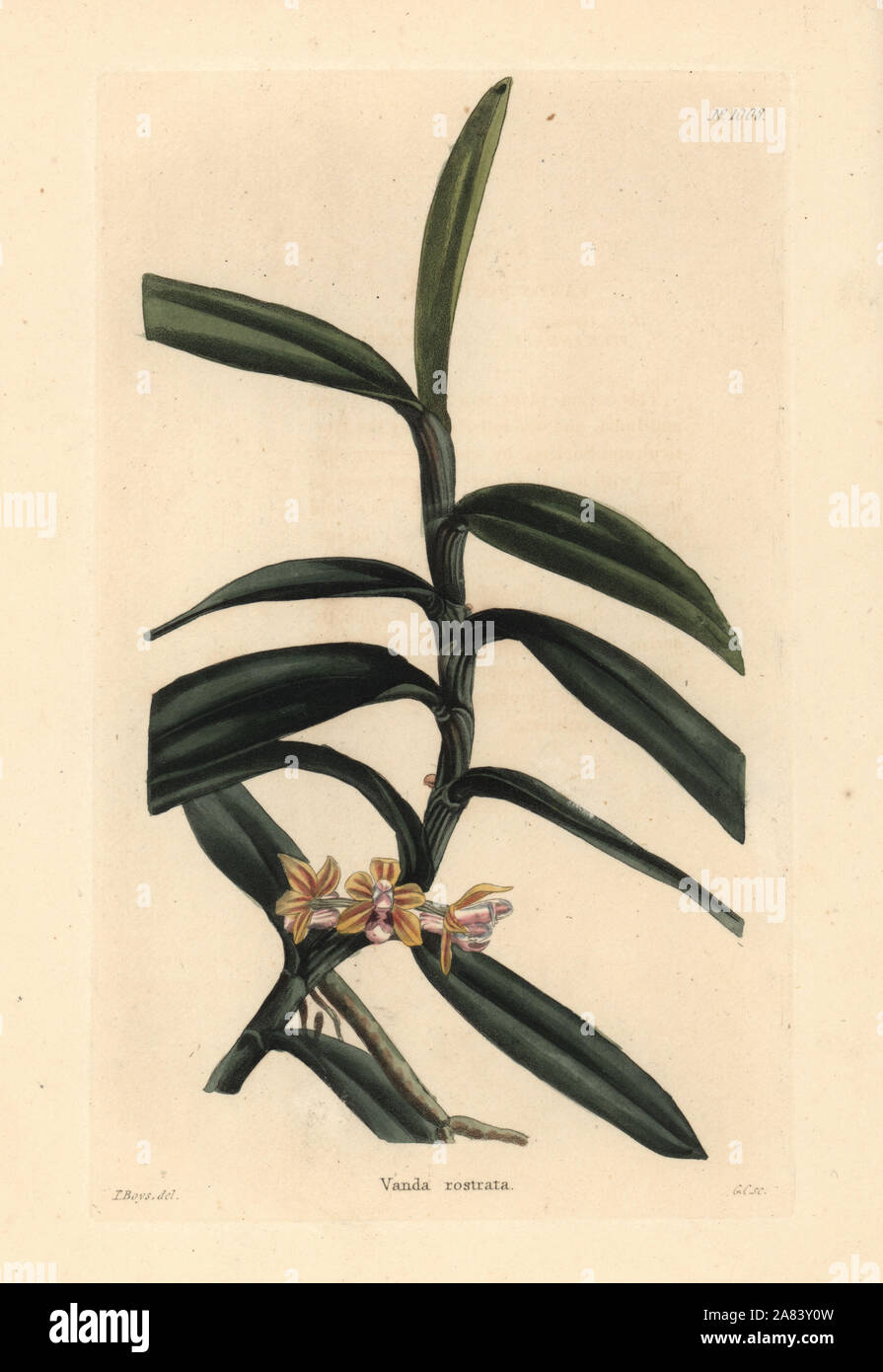Cleisostoma rostratum orchid (Vanda rostrata). Handcoloured copperplate engraving by George Cooke after Thomas Shotter Boys from Conrad Loddiges' Botanical Cabinet, Hackney, 1825. Stock Photo