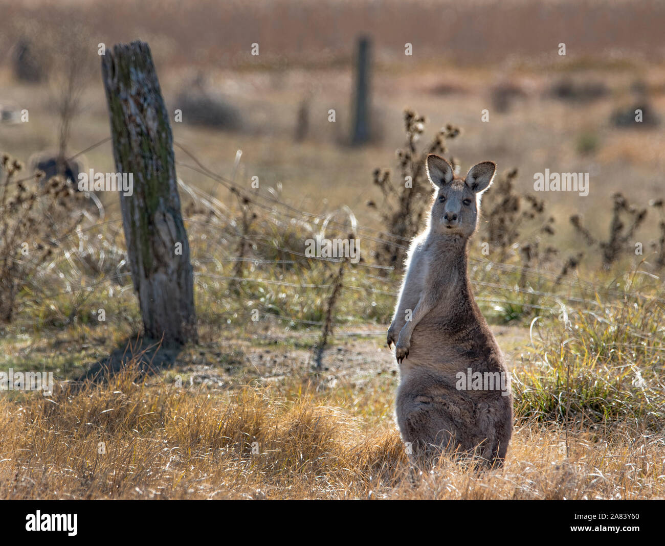 eastern grey kangaroo (Macropus giganteus Stock Photo Alamy