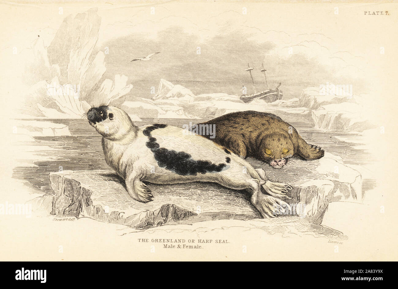 Greenland or harp seal, male and female, Pagophilus groenlandicus. Handcoloured steel engraving by W.H. Lizars after an illustration by James Stewart from Robert Hamilton's Amphibious Carnivora, part of Sir William Jardine's Naturalist's Library: Mammalia, Edinburgh, 1839. Stock Photo