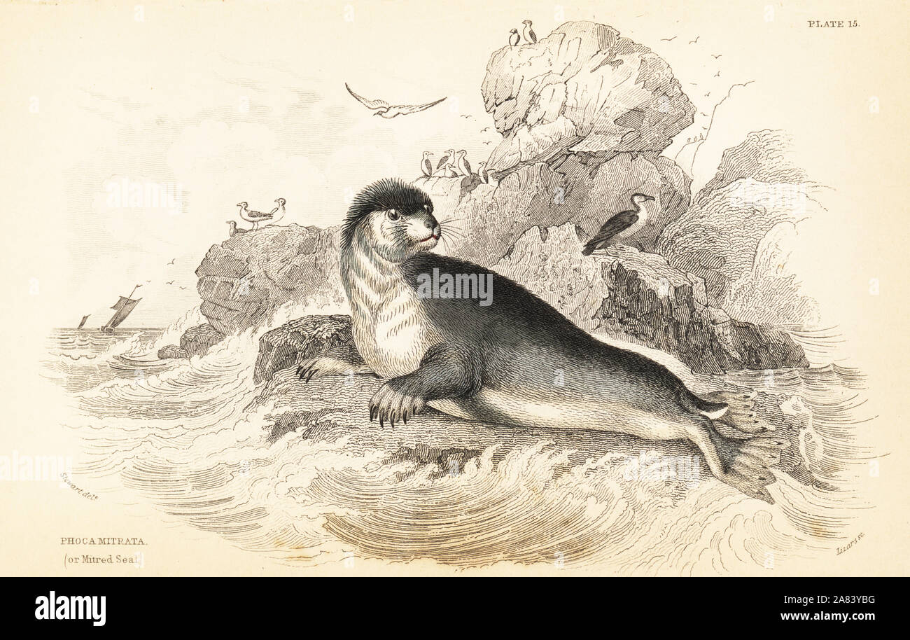Hooded seal, Cystophora cristata (Mitred seal, Phoca mitrata). Handcoloured steel engraving by W.H. Lizars after an illustration by James Stewart from Robert Hamilton's Amphibious Carnivora, part of Sir William Jardine's Naturalist's Library: Mammalia, Edinburgh, 1839. Stock Photo