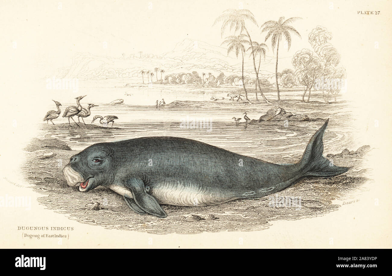 Dugong, Dugong dugon (Dugong of the East Indies, Dugungus indicus). Handcoloured steel engraving by W.H. Lizars after an illustration by James Stewart from Robert Hamilton's Amphibious Carnivora, part of Sir William Jardine's Naturalist's Library: Mammalia, Edinburgh, 1839. Stock Photo