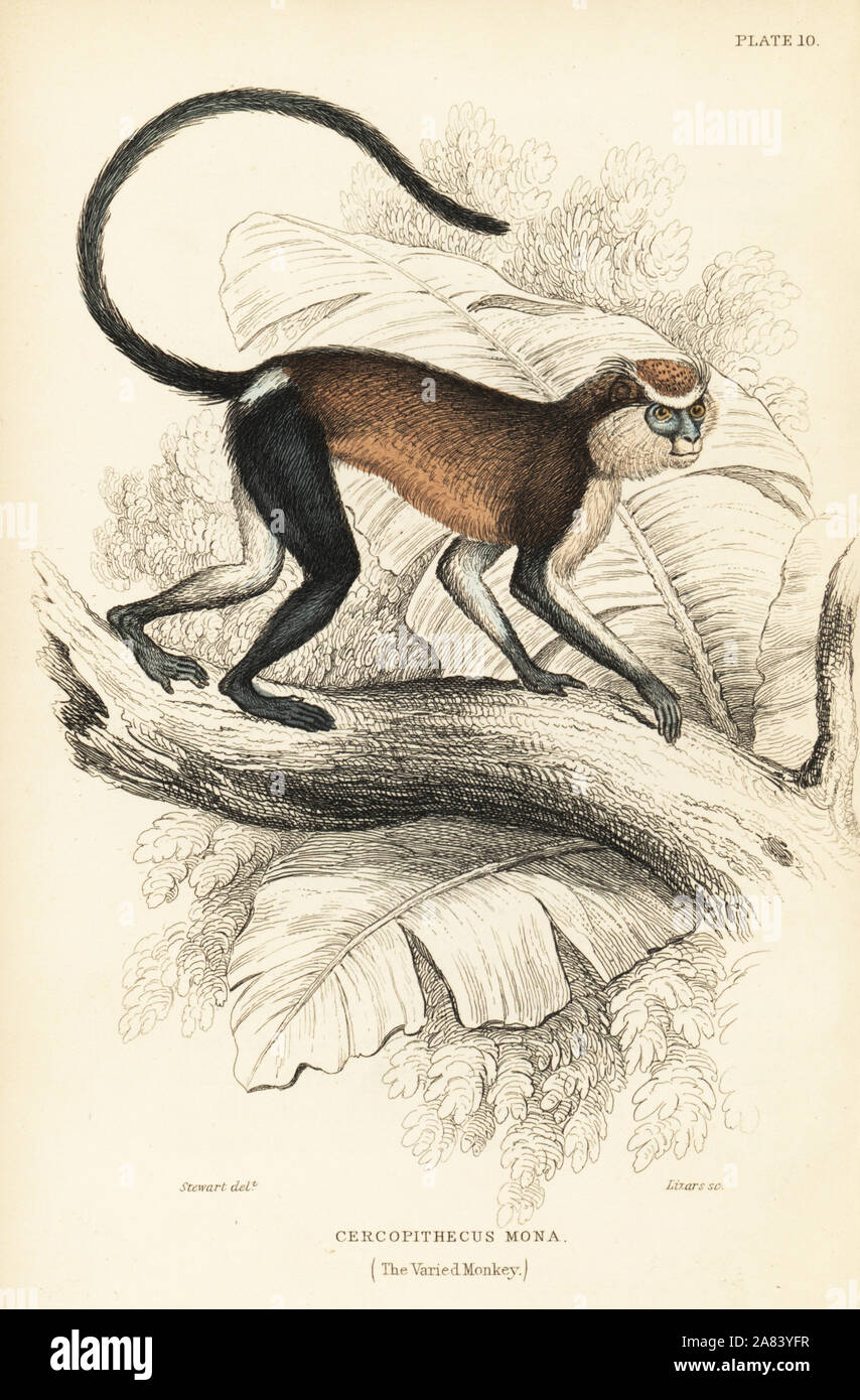 Mona monkey or mona guenon, Cercopithecus mona. Handcoloured steel engraving by W.H. Lizars after an illustration by James Stewart from Sir William Jardine's Naturalist's Library: Monkeys, Edinburgh, 1844. Stock Photo