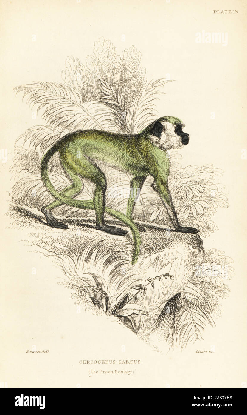 Green monkey, Chlorocebus sabaeus (Cercocebus sabaeus). From a specimen in Ediburgh Zoological Gardens. Handcoloured steel engraving by W.H. Lizars after an illustration by James Stewart from Sir William Jardine's Naturalist's Library: Monkeys, Edinburgh, 1844. Stock Photo
