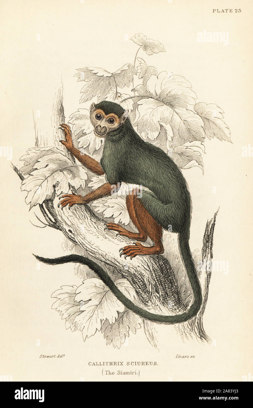 Common squirrel monkey, Saimiri sciureus (Siamiri, Callithrix sciureus