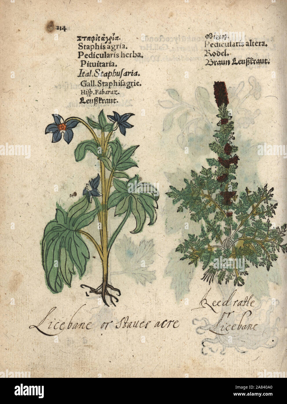 Lice bane, Delphinium staphisagria, and lousewort, Pedicularis sylvatica. Handcoloured woodblock engraving of a botanical illustration from Adam Lonicer's Krauterbuch, or Herbal, Frankfurt, 1557. This from a 17th century pirate edition or atlas of illustrations only, with captions in Latin, Greek, French, Italian, German, and in English manuscript. Stock Photo