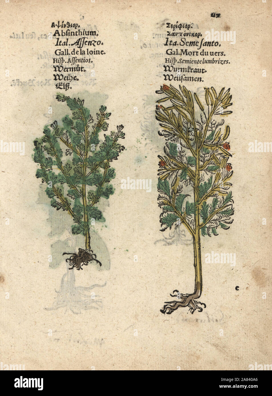 Wormwood or absinthe, Artemisia absinthium, and santonica or Levant wormseed, Artemisia cina. Handcoloured woodblock engraving of a botanical illustration from Adam Lonicer's Krauterbuch, or Herbal, Frankfurt, 1557. This from a 17th century pirate edition or atlas of illustrations only, with captions in Latin, Greek, French, Italian, German, and in English manuscript. Stock Photo