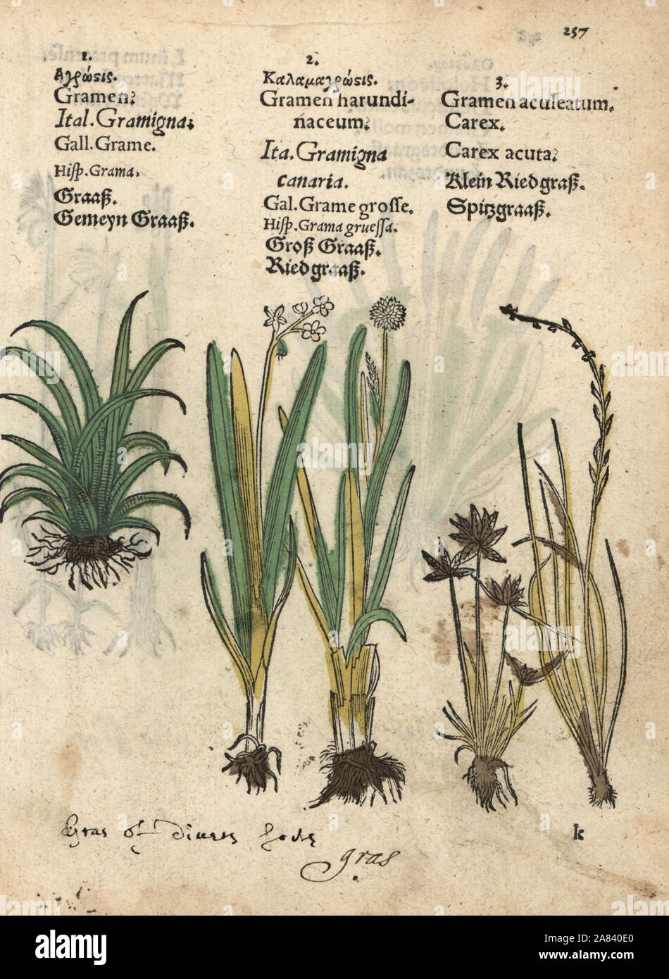 Reed grass and acute sedge, Carex acuta. Handcoloured woodblock engraving of a botanical illustration from Adam Lonicer's Krauterbuch, or Herbal, Frankfurt, 1557. This from a 17th century pirate edition or atlas of illustrations only, with captions in Latin, Greek, French, Italian, German, and in English manuscript. Stock Photo