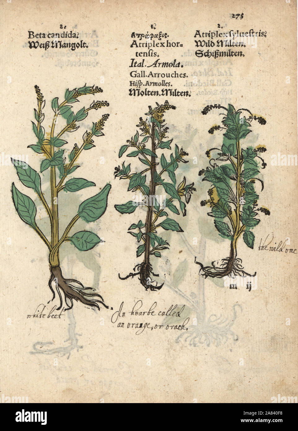 White beet, Beta vulgaris, and garden orache, Atriplex hortensis. Handcoloured woodblock engraving of a botanical illustration from Adam Lonicer's Krauterbuch, or Herbal, Frankfurt, 1557. This from a 17th century pirate edition or atlas of illustrations only, with captions in Latin, Greek, French, Italian, German, and in English manuscript. Stock Photo