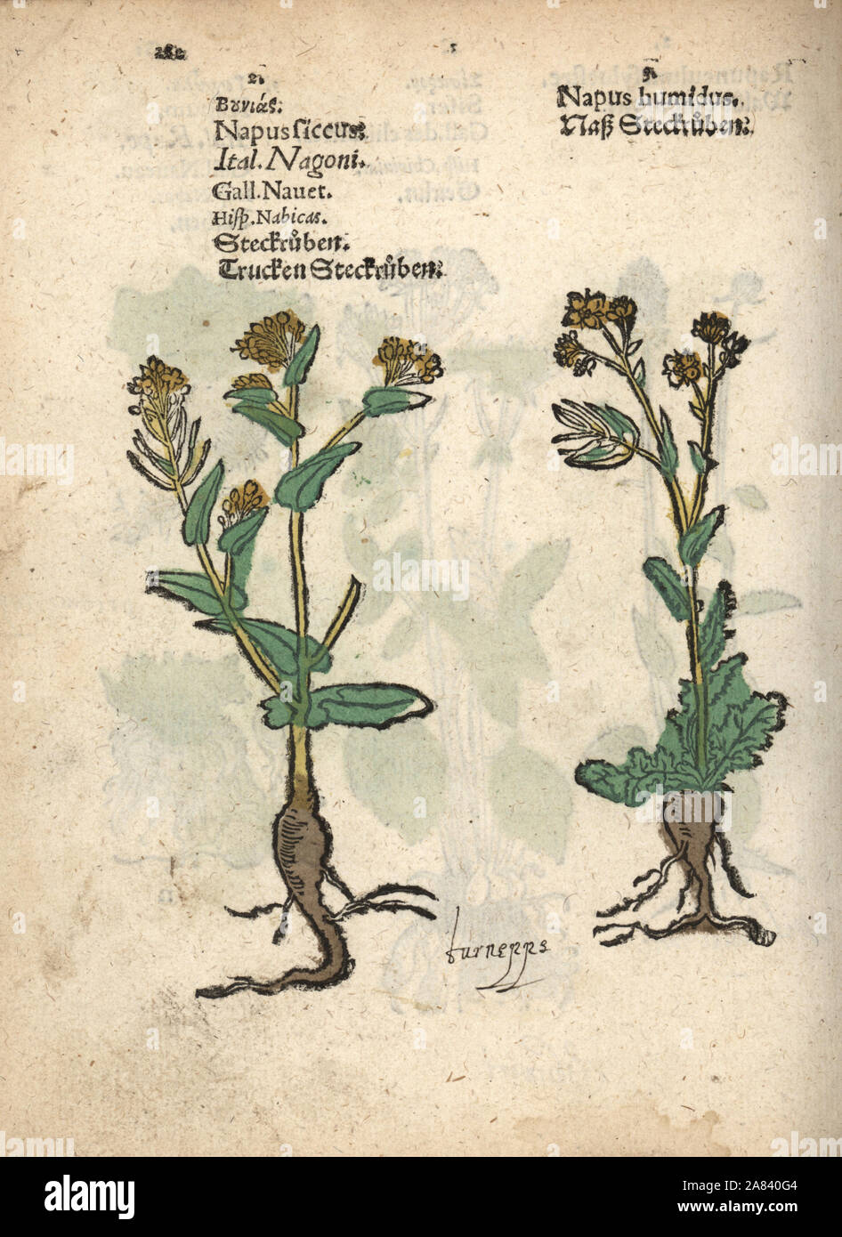 Turnips, Brassica rapa. Handcoloured woodblock engraving of a botanical illustration from Adam Lonicer's Krauterbuch, or Herbal, Frankfurt, 1557. This from a 17th century pirate edition or atlas of illustrations only, with captions in Latin, Greek, French, Italian, German, and in English manuscript. Stock Photo