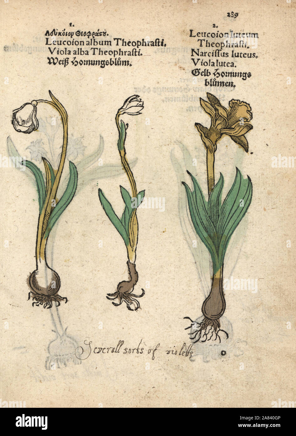 Spring Snowflake Leucojum Vernum And Daffodil Narcissus Poeticus Handcoloured Woodblock Engraving Of A Botanical Illustration From Adam Lonicer S Krauterbuch Or Herbal Frankfurt 1557 This From A 17th Century Pirate Edition Or Atlas