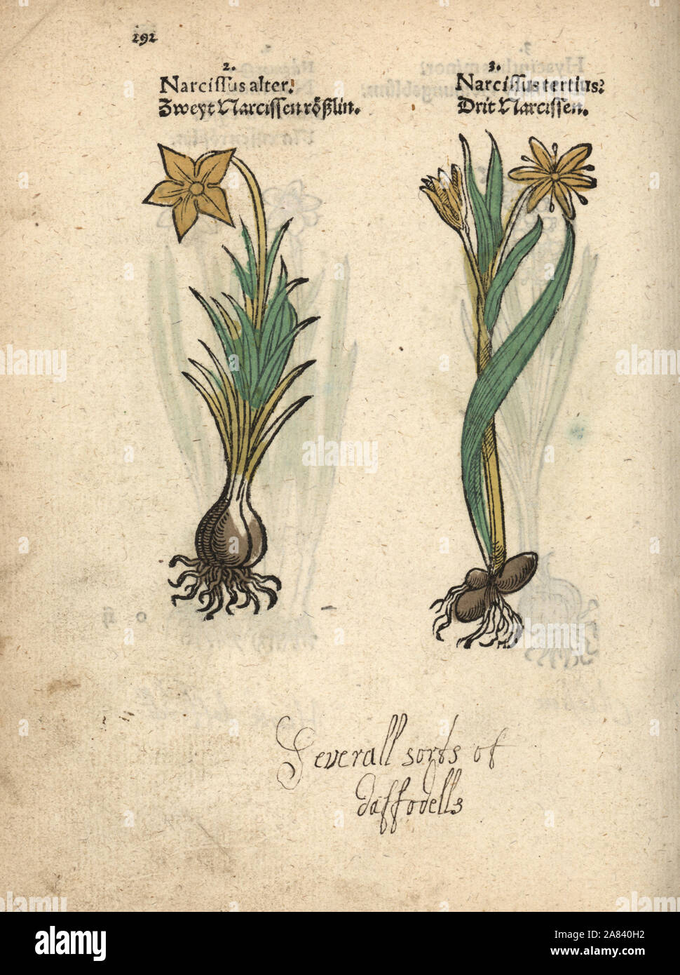 Daffodil varieties, Narcissus poeticus. Handcoloured woodblock engraving of a botanical illustration from Adam Lonicer's Krauterbuch, or Herbal, Frankfurt, 1557. This from a 17th century pirate edition or atlas of illustrations only, with captions in Latin, Greek, French, Italian, German, and in English manuscript. Stock Photo