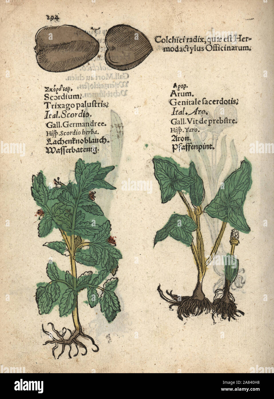 Water germander, Teucrium scordium, arum, Arum maculatum, and seed of Iris tuberosa. Handcoloured woodblock engraving of a botanical illustration from Adam Lonicer's Krauterbuch, or Herbal, Frankfurt, 1557. This from a 17th century pirate edition or atlas of illustrations only, with captions in Latin, Greek, French, Italian, German, and in English manuscript. Stock Photo