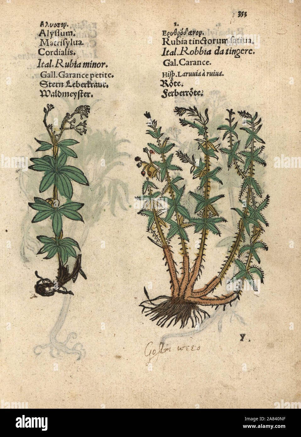 Sweetscented bedstraw, Galium odoratum, and dyer's madder, Rubia tinctorum. Handcoloured woodblock engraving of a botanical illustration from Adam Lonicer's Krauterbuch, or Herbal, Frankfurt, 1557. This from a 17th century pirate edition or atlas of illustrations only, with captions in Latin, Greek, French, Italian, German, and in English manuscript. Stock Photo