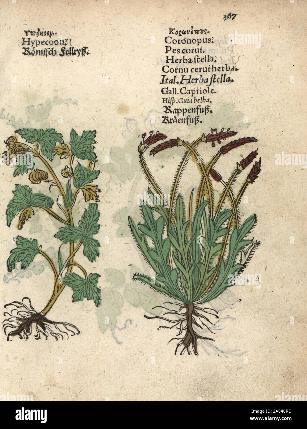 Hypecoum procumbens and swineweed, Coronopus squamatus. Handcoloured woodblock engraving of a botanical illustration from Adam Lonicer's Krauterbuch, or Herbal, Frankfurt, 1557. This from a 17th century pirate edition or atlas of illustrations only, with captions in Latin, Greek, French, Italian, German, and in English manuscript. Stock Photo