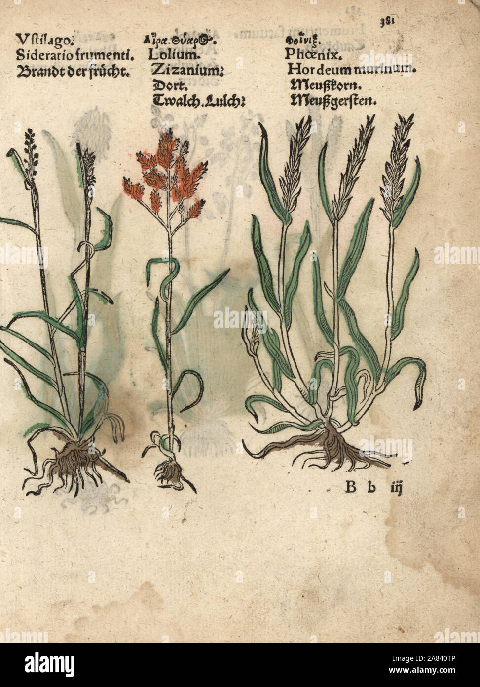 Grain variety, Ustilago, darnel, Lolium temulentum, and wall barley, Hordeum murinum. Handcoloured woodblock engraving of a botanical illustration from Adam Lonicer's Krauterbuch, or Herbal, Frankfurt, 1557. This from a 17th century pirate edition or atlas of illustrations only, with captions in Latin, Greek, French, Italian, German, and in English manuscript. Stock Photo