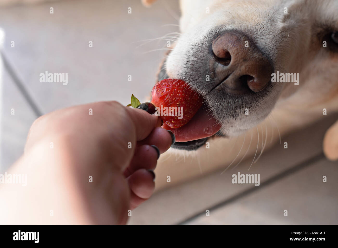 White Labrador retriever dog eating a strawberry fruit from owners hand