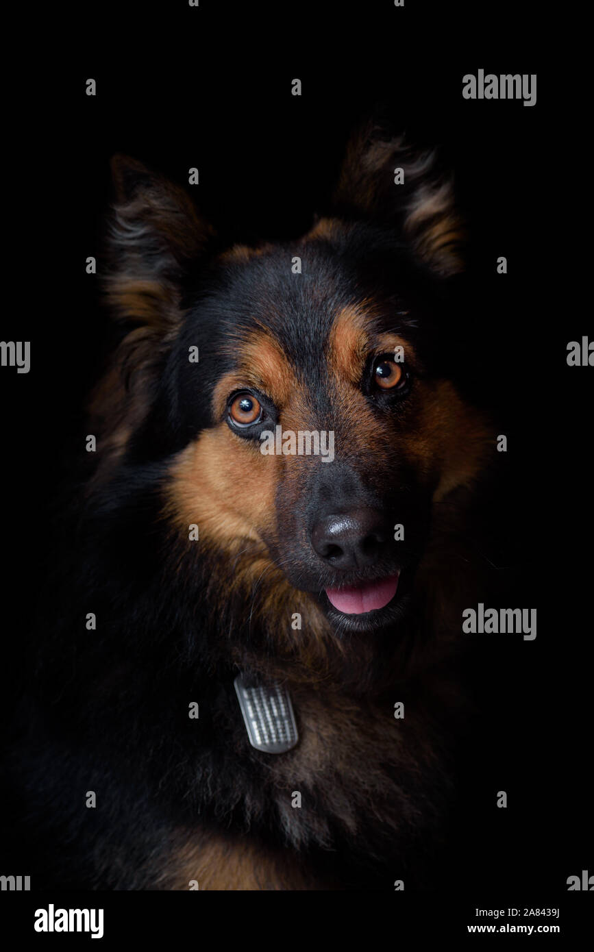 Bohemian Shepherd High Resolution Stock Photography And Images Alamy