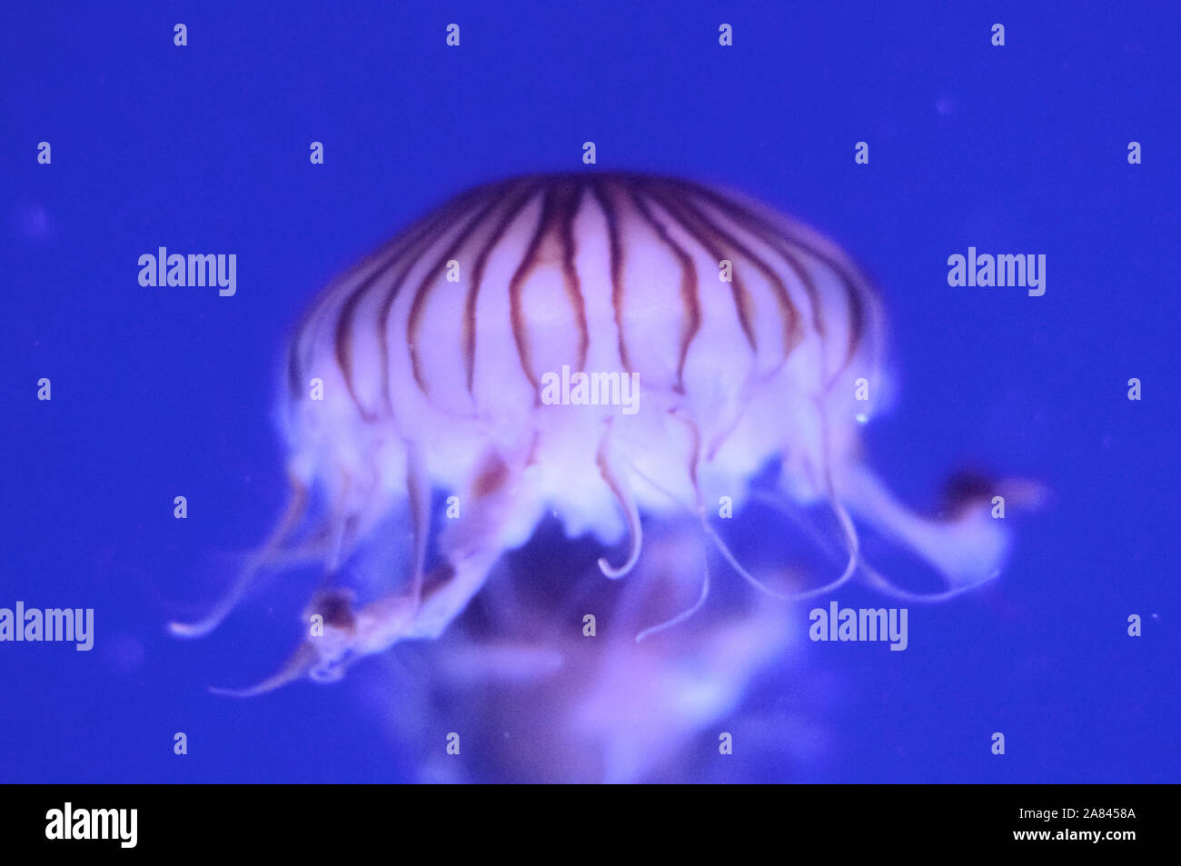graceful translucent white spotted jellyfish in the blue sea water ...