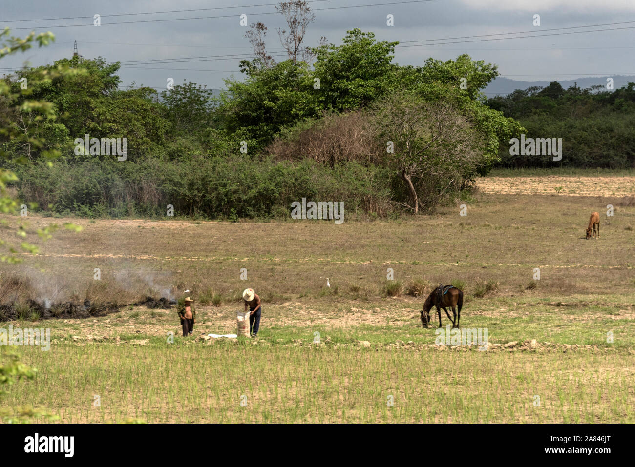 A couple of farmers in a field in Pinar del Río Province, west Cuba, Cuba, Stock Photo