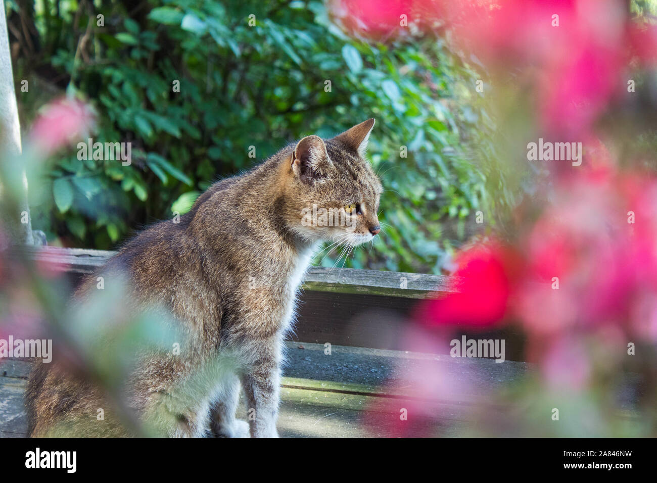 Cat garden flower tree hi-res stock photography and images - Alamy