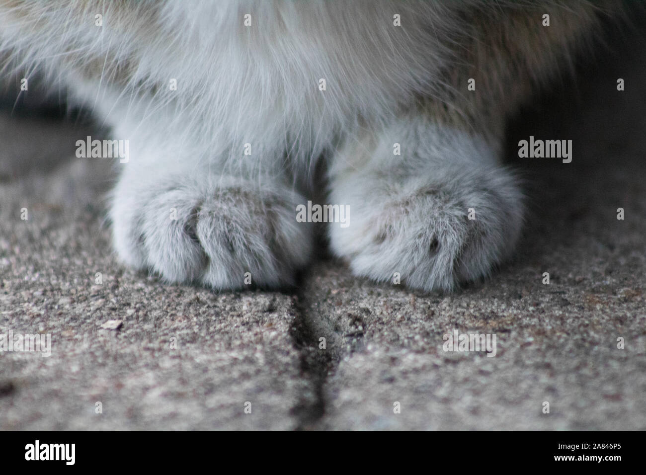 Furry paws of feral tabby cat, closeup Stock Photo