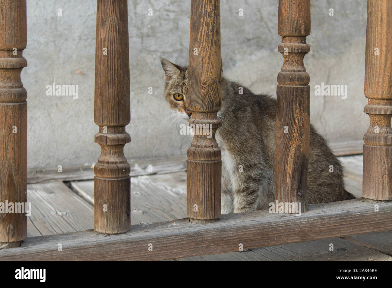 Feral tabby cat hiding behind wooden fence Stock Photo - Alamy