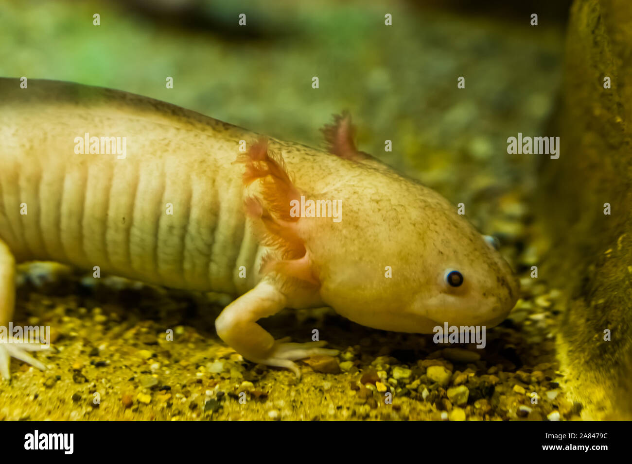 Axolotl High Resolution Stock Photography And Images Alamy Axolotl High Resolution Stock Photography And Images Alamy